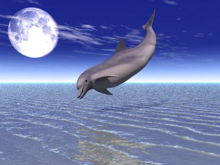 Les dauphins c'est beaux....Et si magistrale....